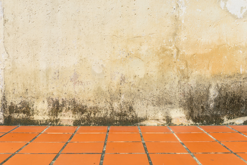 Mould & Damp