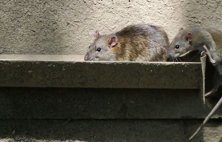 Pest & Vermin Infestation Compensation Claims | SDS Solicitors