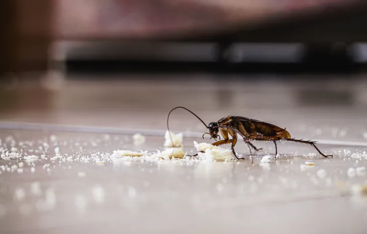 Insect Infestation