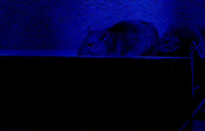 Vermin & Pest Infestation