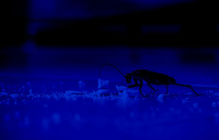 Insect Infestation